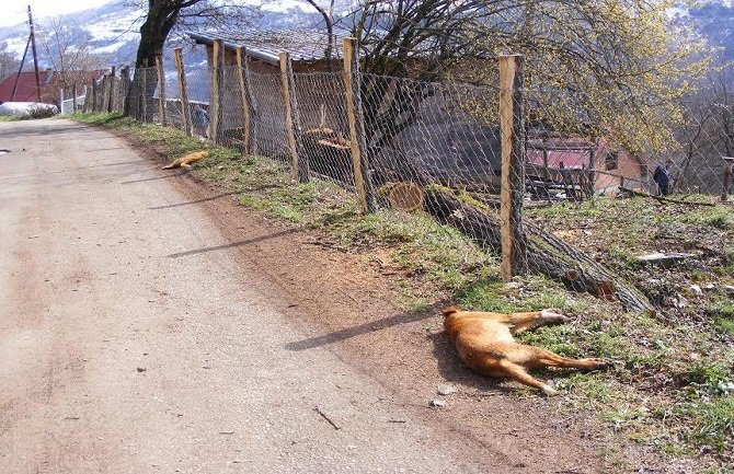 Građani sumnjaju da komunalno namjerno truje životinje