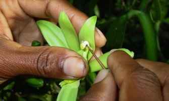 Eksploatacija djece na plantažama vanile u Madagaskaru