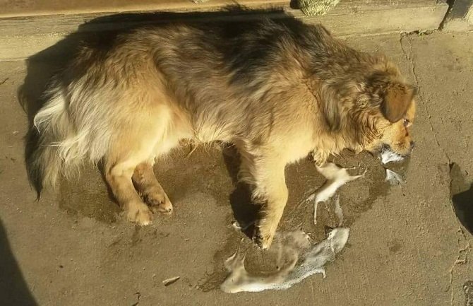 Novi slučajevi trovanja pasa u Rafailovićima, Podgorici i Bijelom Polju