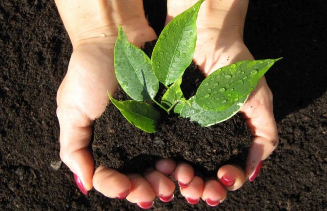 Hitno ući u procesuiranje krivičnih djela protiv životne sredine