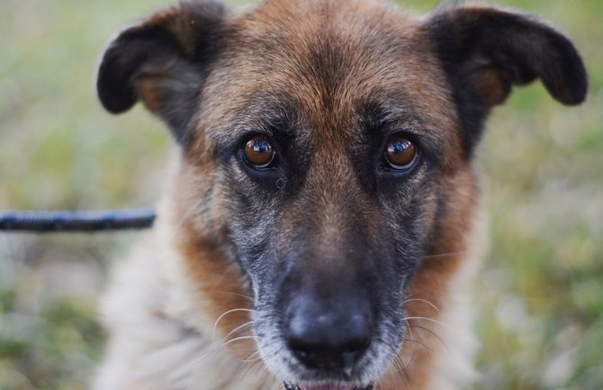 Pomozimo napuštene životinje: Stižu nam praznici, učinimo i njih srećnima