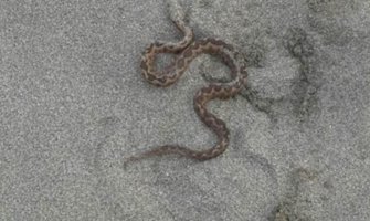 Ada Bojana: Poskok se uželio plaže