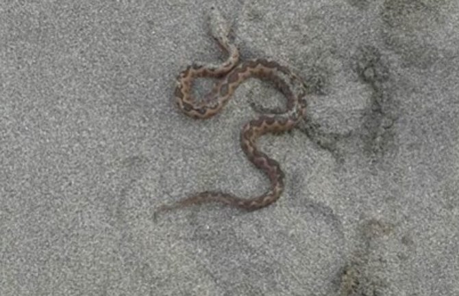 Ada Bojana: Poskok se uželio plaže