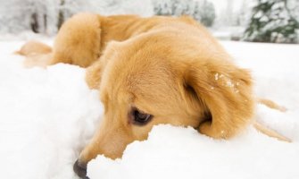 Pripazite pse, štenad ne mogu preživjeti najavljenu hladnoću