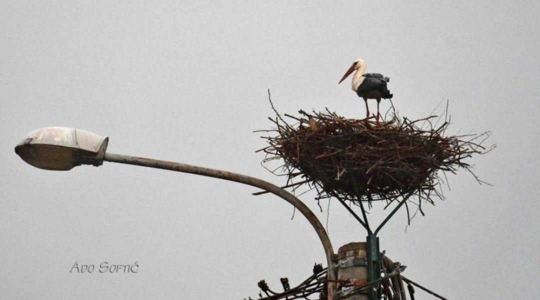 multimediafoto20160408rode2016logo11000x555