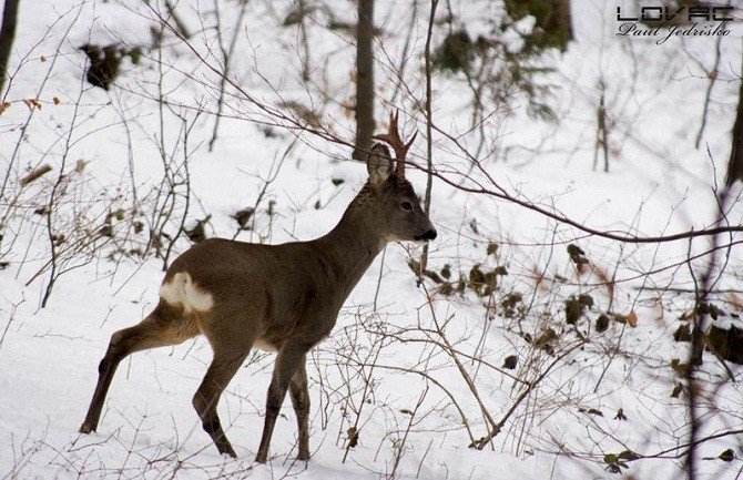 Zabranjen lov u cijeloj Crnoj Gori