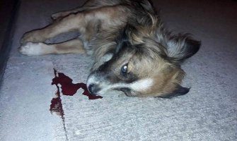 Vlahović: Ubice nedužnih životinja opasni i po živote ljudi!