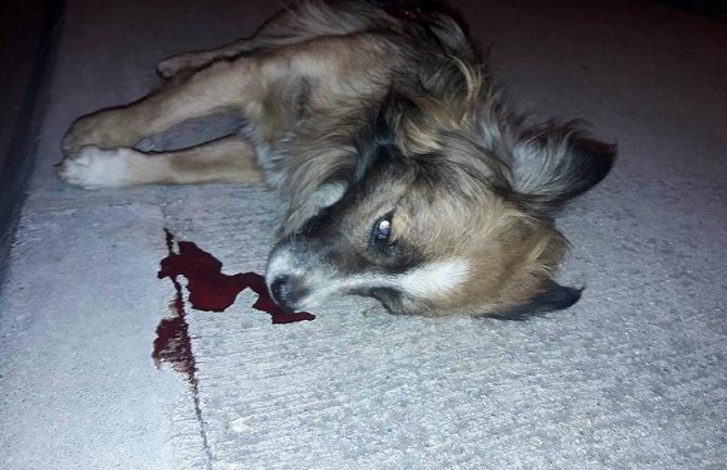 Vlahović: Ubice nedužnih životinja opasni i po živote ljudi!