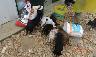 Psi iz ulcinjskog azila će pomrijeti od gladi