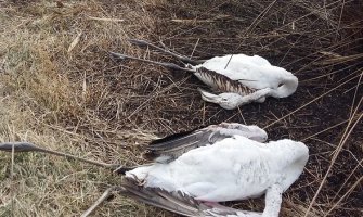 Od posljedica hladnoće stradalo na desetine flamingosa na Solani