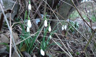Bar: Visibabe najavljuju proljeće(FOTO)