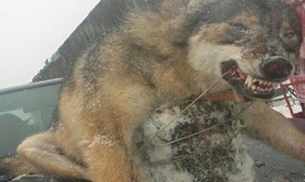 Bijelo Polje: Ustrijeljenog vuka vozio na haubi automobila kroz grad(FOTO)