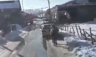 U Petnjici pasatom vuku konja, ne obaziru se na Zakon (VIDEO)