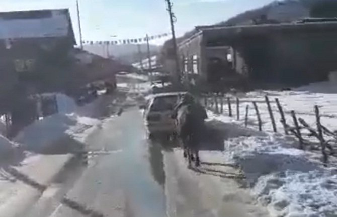 U Petnjici pasatom vuku konja, ne obaziru se na Zakon (VIDEO)