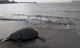 Barani u akciji spašavanja nasukane kornjače (FOTO)