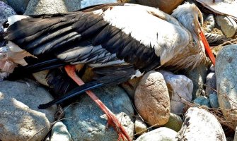 Perko nije dočekao proljeće