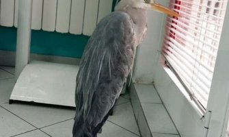 CZIP preuzeo brigu o sivoj čaplji: Mladić je zlostavljao, u lošem stanju(VIDEO)