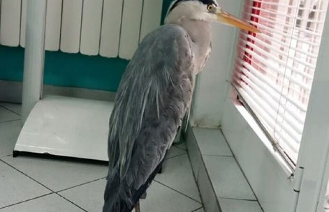 CZIP preuzeo brigu o sivoj čaplji: Mladić je zlostavljao, u lošem stanju(VIDEO)