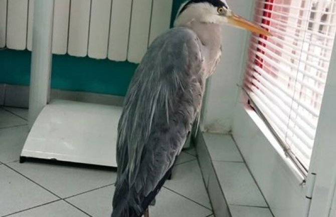 Živka puštena na slobodu: Treba joj predah od ljudi