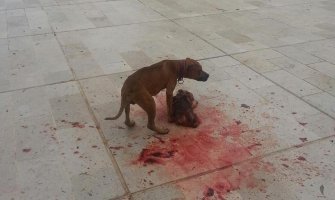 Agresivni pitbul korišten u ilegalnim borbama, vlasnik nije adekvatno kažnjen