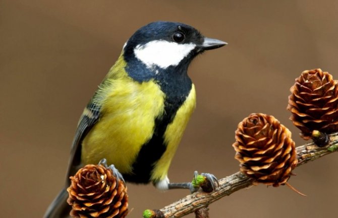 Danas sunčano, do 17 stepeni