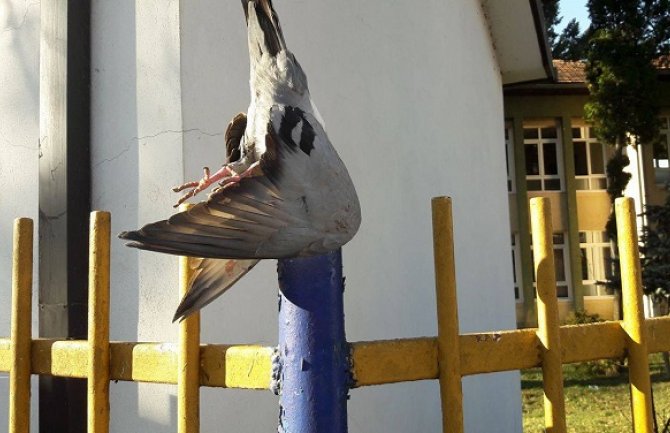 Razapeti golubovi na školskoj ogradi(FOTO)