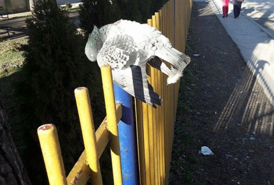 17036789102126896097030791687019646o