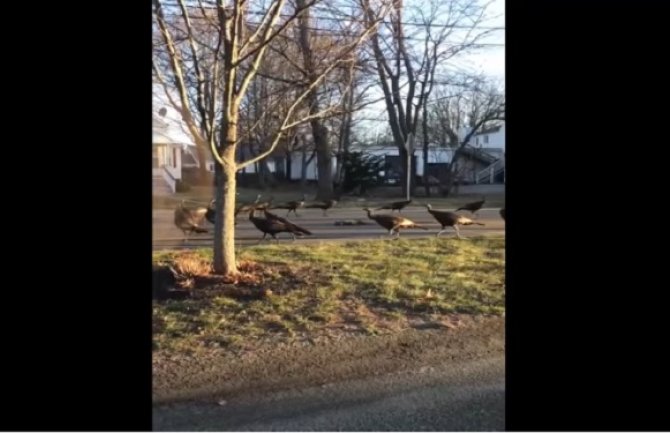 Jeziv ćureći ''posmrtni marš'' zbunio internet (VIDEO)