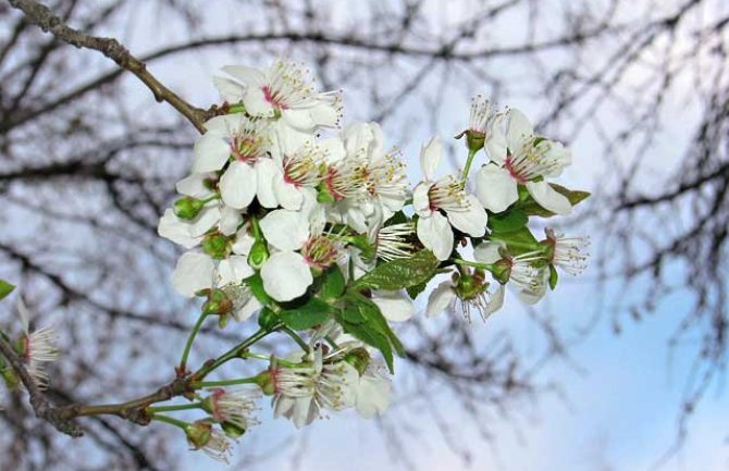 Evo kakvo nas vrijeme očekuje prvog vikenda u martu
