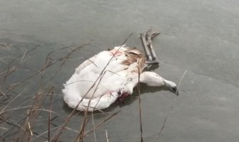 Pokušaj zimovanja platili  životom: Smrzavanje uzrok smrti flamingosa 