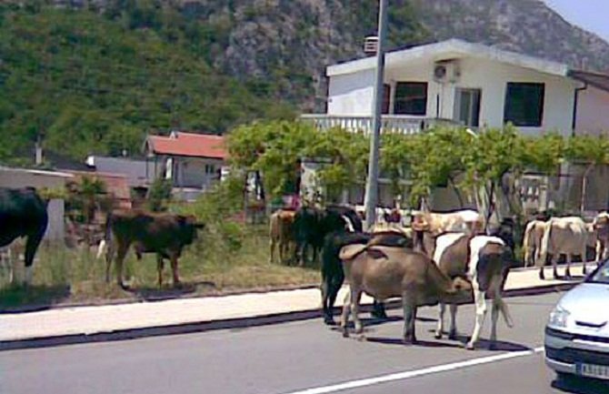Na Crnogorskom primorju magistralom šetaju bikovi