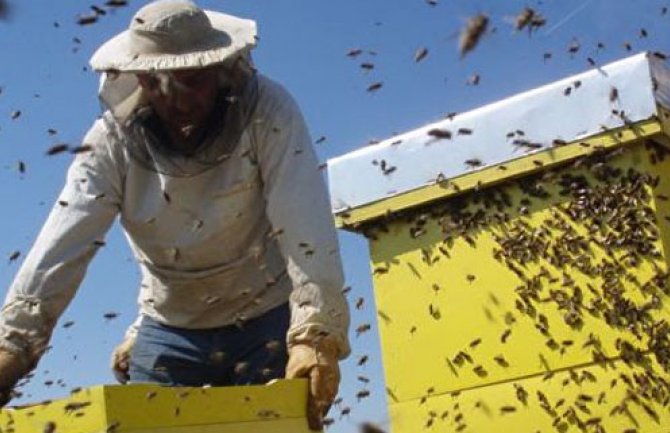 Mladima koji su nezaposleni podrška da počnu da se bave pčelarstvom 
