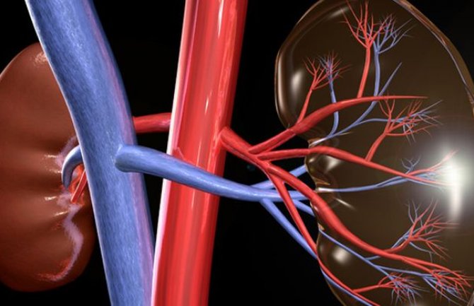 Na transplantaciju bubrega čeka 37 pacijenata