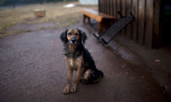 Spasimo napuštene životinje, pomozimo rad onih koji o njima brinu