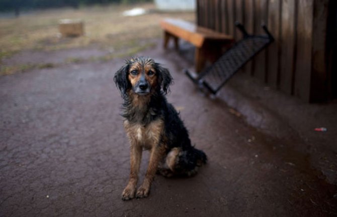 Spasimo napuštene životinje, pomozimo rad onih koji o njima brinu