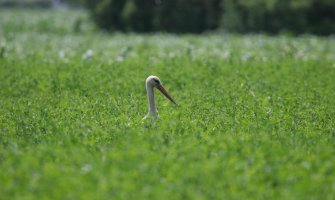 Bijele ljepotice donijele proljeće: Vratile nam se rode