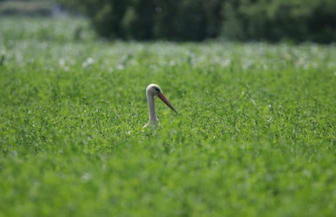 Bijele ljepotice donijele proljeće: Vratile nam se rode
