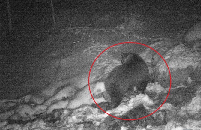 Kamere zabilježile prisustvo medvjeda u NP Biogradska gora (FOTO)