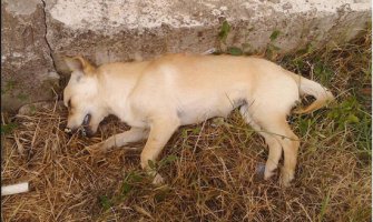 Horor prizor u Podgorici: Tokom noći otrovano više od 15 kućnih ljubimaca 