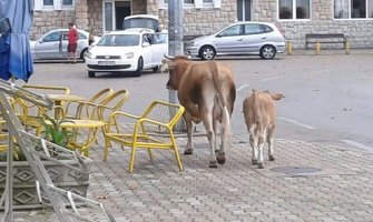 Meso oboljele stoke može da završi i na trpezi Barana