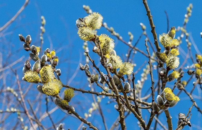 Žene obratite pažnju: Sjutra počinje VRBOPUC