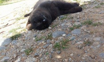 Novi slučaj trovanja mačaka na Starom aerodromu, nadležni nezaintersovani