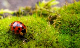 Pretežno sunčano, do 21 stepen