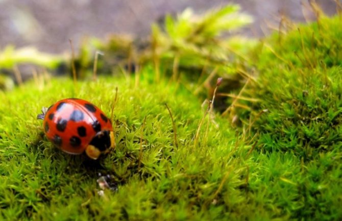 Pretežno sunčano, do 21 stepen