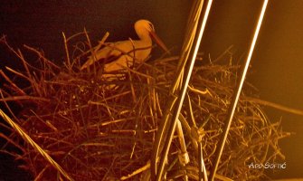 Rode se ipak vraćaju u Berane: Polimska ulica ima razloga za slavlje