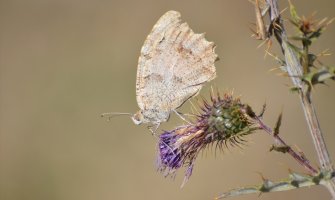 Danas i sjutra sunčano i toplije