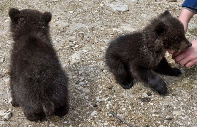 CZIP: Slučaj mečića pronađenih u Bresticama, najbolji primjer surovosti krivolovaca