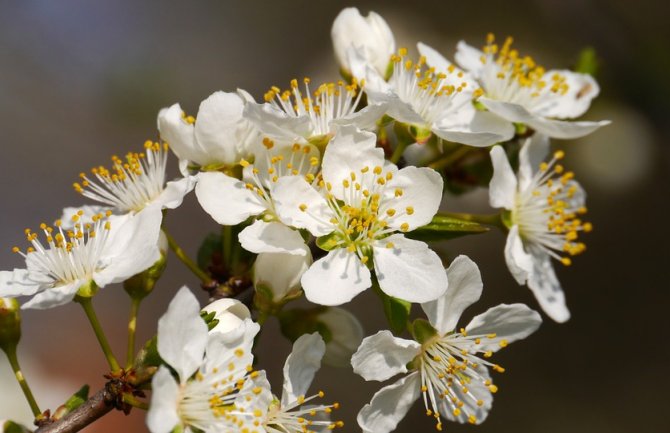 Sunčano, do 22 stepena