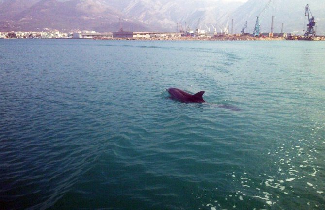 Ples delfina u barskoj luci (VIDEO)