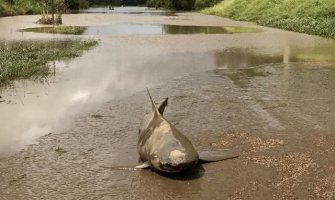 Poplave u Australiji: Opasnost od zmija, ajkula i krokodila